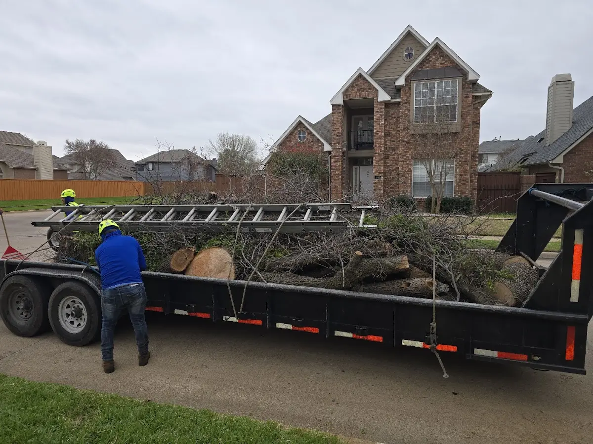 Expert Tree Removal with proper safety equipment in Livingston